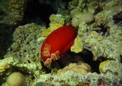 red sea slug