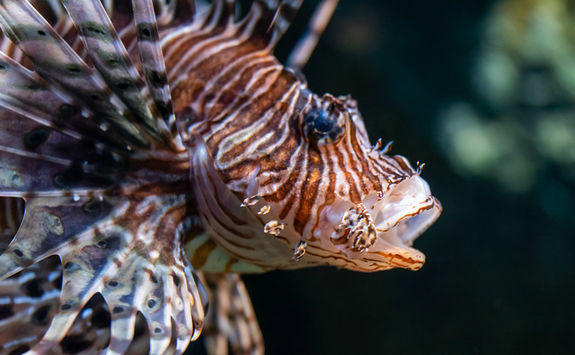 lion fish