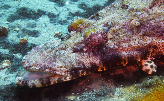 crocodile fish close up