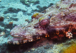 crocodile fish close up