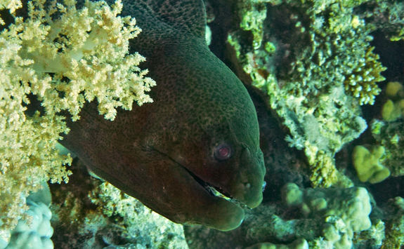 eel close up