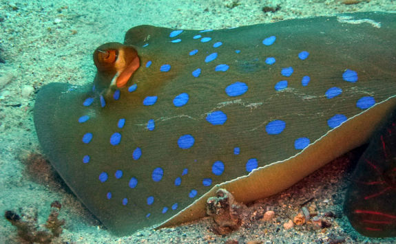 sting ray close up