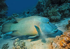 napoleon wrasse