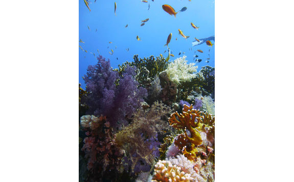 colourful reef