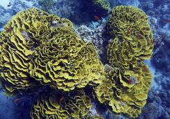 yellow green reef