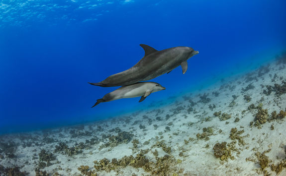 dolphin pair