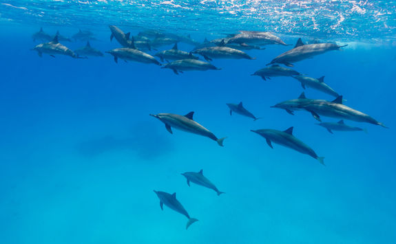 dolphins