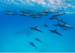 dolphins