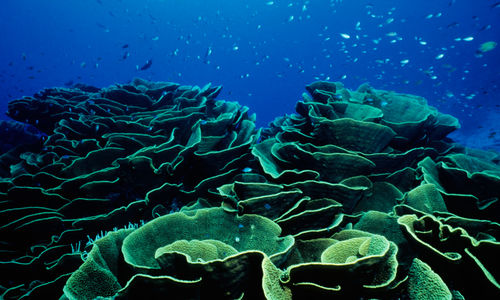 Image of cabbage coral