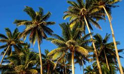 Worm eye view of palm trees