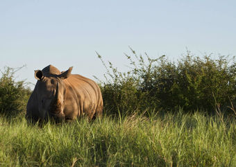 rhino spotted on South Africa family safari holiday