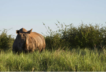 rhino spotted on South Africa family safari holiday