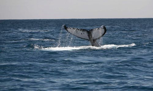 Humpback Whale Tail, Socorro Island