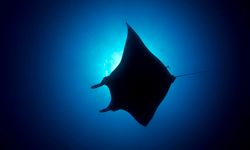 Manta Ray Silhouette