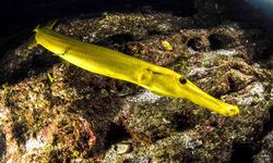 Golden Trumpetfish