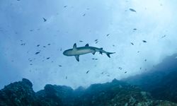 Shark swimming by Socorro Island