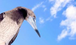 Brown Booby