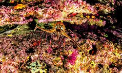 Lobster Underwater, Socorro Island