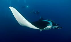 Manta Ray and Divers