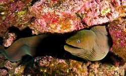 Moray Eel