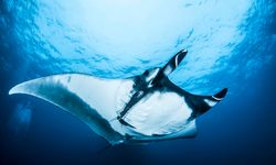 Manta Ray Swimming