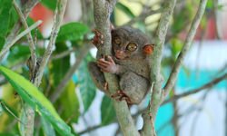 Tarsier in a tree, Philippines