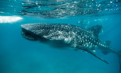 Whale Shark, Bohol, Philippines