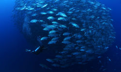 School of Jack Fish