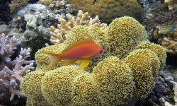 Fish with mushroom leather coral