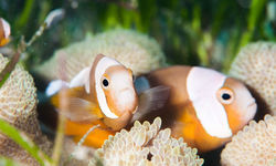 Clownfish, Bohol Island