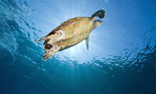 Indonesia turtle