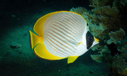 Panda butterfly fish, Bali