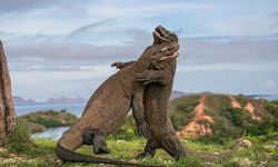 Komodo dragons, Indonesia