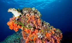 Tulamben coral, Bali