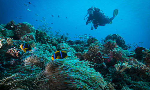 Diving in Micronesia