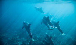 Dolphins Underwater