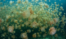Jellyfish Lake