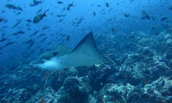 Manta Ray, Galapagos