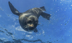 Seal Underwater