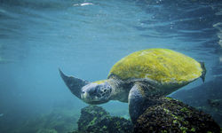Sea Turtle Underwater
