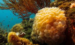 Coral Underwater