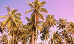 Palm Trees, Anguilla