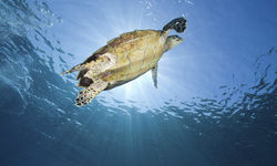 Hawksbill Turtle Swimming