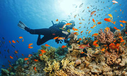 Diving with fish and coral, Caribbean