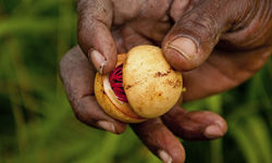 Nutmeg, Grenada