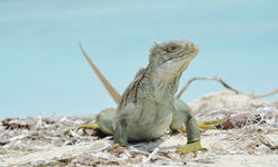 Iguana, Turks and Caicos