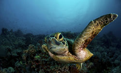 Green Sea Turtle, Philippines