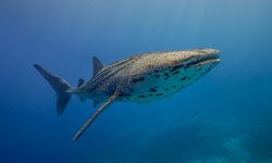 Whale Shark, Tubbataha Reef