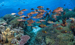 Fish swimming at Tubbataha Reef
