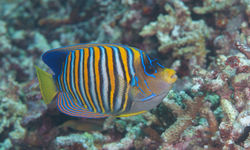 Regal Angelfish, Philippines